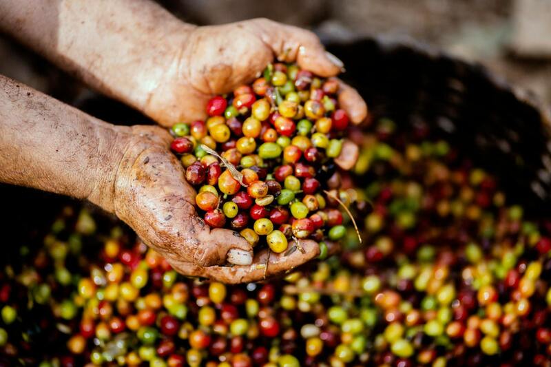 Anaerobic natural processed coffee beans with complex flavour development
