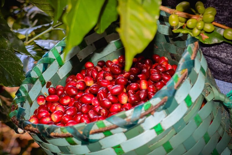 Single-origin specialty coffee beans from Finca Jerusalén Honduras