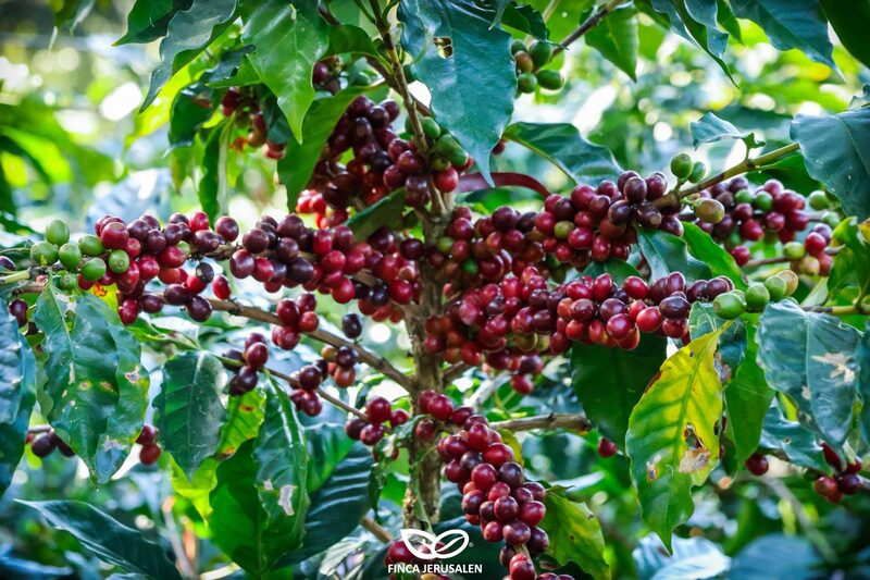Specialty coffee beans — rare single-origin Honduras beans roasted in Belfast