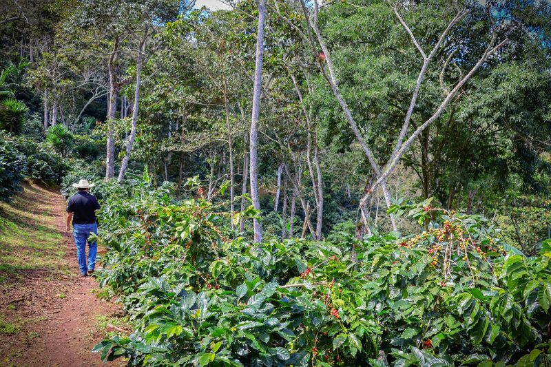 Coffee farmer at Finca Jerusalén in the Honduran highlands