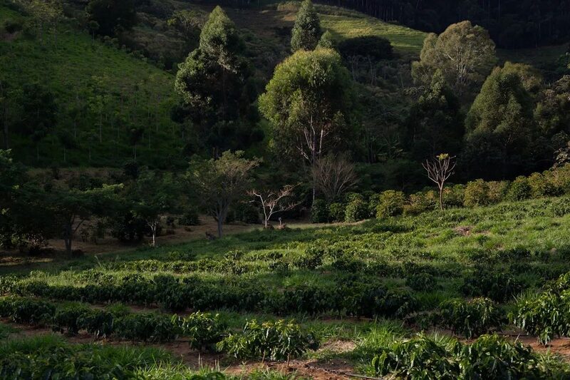 Finca Jerusalén coffee farm in Santa Bárbara, Honduras